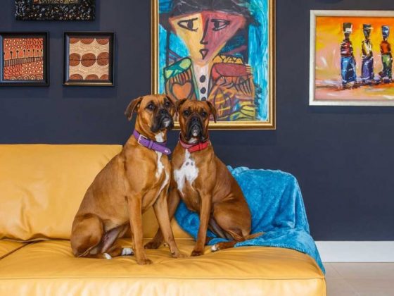 mid mod interior with sofa and dogs